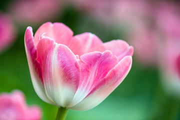Obraz na płótnie Canvas Różowy tulipan w Toronto w sezonie wiosennym.