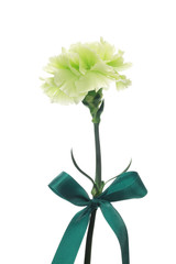 Green carnation and bow isolated on white background