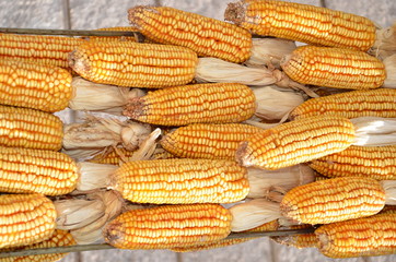 Fototapeta na wymiar Drying Corn Ears
