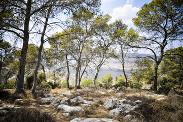 Landscape of the meadow in Bet Shemesh wood