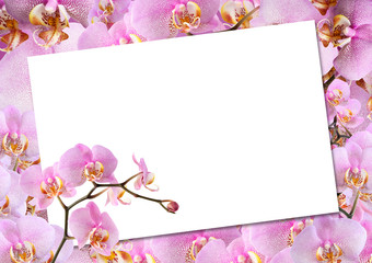 Greeting Card With Orchids