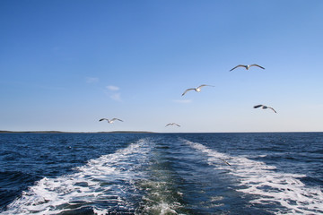 Fototapeta na wymiar Seagulls latające w powietrzu