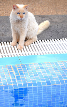 Blue Eyes Cat Near Tropical Swimming Pool