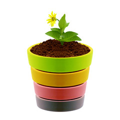 flower in clay pot