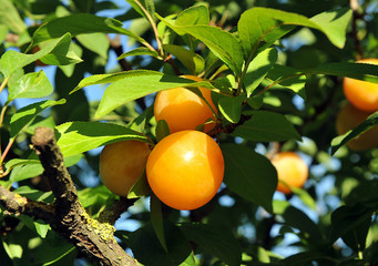 Agricultura ecológica, ciruelo