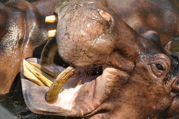 Hippopotamus Zoo in Thailand.
