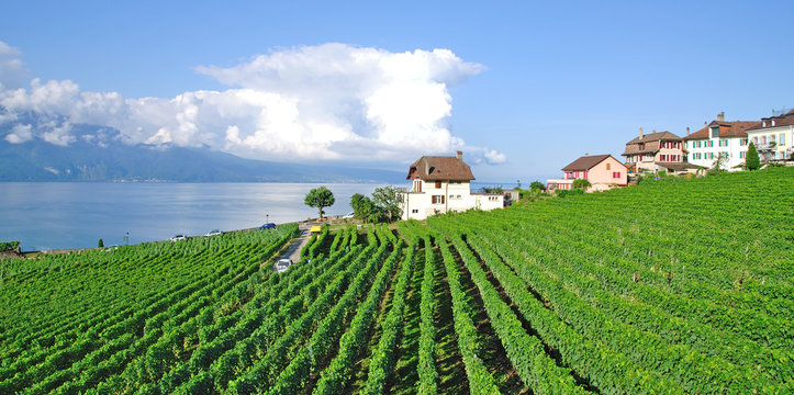 Weinort Cully am Genfersee nahe Lausanne