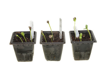 Sunflower seedlings