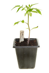 Seedling tomato