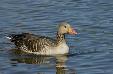 Greylag Goose