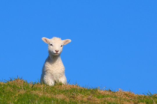 Lamm-Nordfriesland