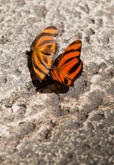 Fototapeta na wymiar Banded Orange Butterflies