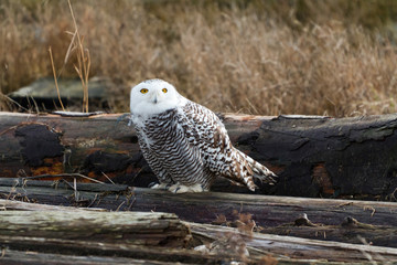 Snowy Owl