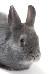 Kaninchen