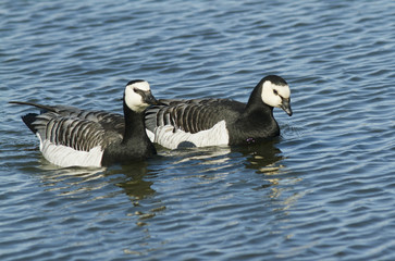Barnacle goose