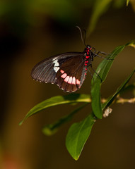 Fototapeta na wymiar Red Postman Mimic Butterfly