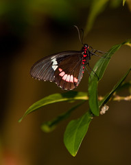 Red Postman Mimic Butterfly