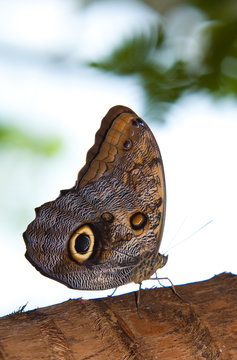 Tawny Owl Butterfly