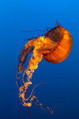 Obraz premium jellyfish