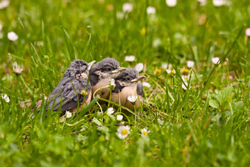 Junge Kleiber, Young Nuthatches