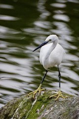 Little Egret