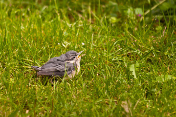 Junger Kleiber, Young Nuthatch