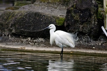 Little Egret