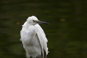 Little Egret