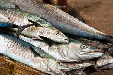Barrakudas auf einem Fischmarkt, Barracudas on a fish market