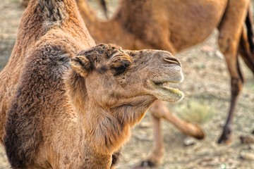 Fototapeta premium Morocco Camel Sahara Desert. HDR image