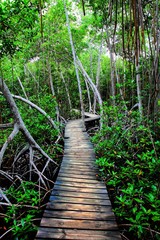 Mangrove forest in Colombia. HDR image