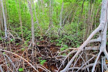 Mangrove forest in Colombia. HDR image