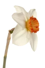 Photo sur Plexiglas Narcisse Single flower of a daffodil cultivar against a white background