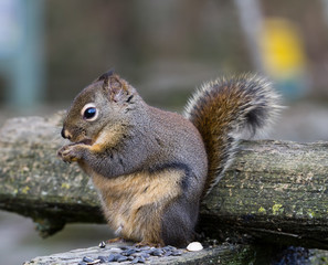 Fox Squirrel