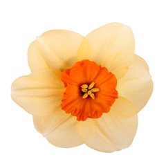 Seule fleur d& 39 un cultivar de jonquille sur un fond blanc