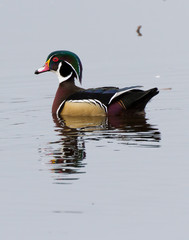 Wood Duck