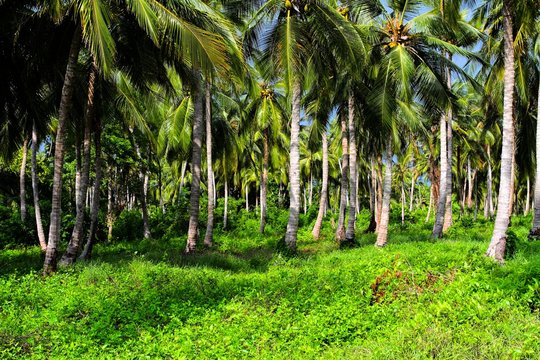 Green Palm Forest in Colombian Island.HDR image