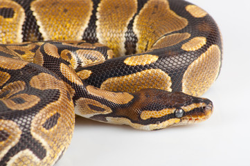 Beautiful strong python lying peacefully
