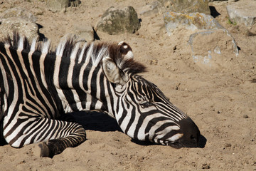 Fototapeta na wymiar Zebra sleeping