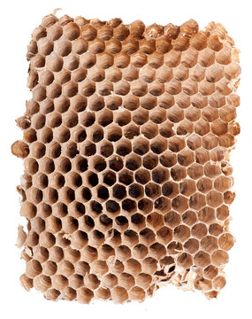 Detail of a empty hornet nest