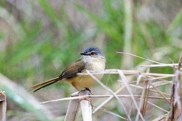 Yellow-bellied Wren Warbler