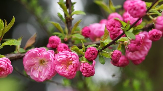 Video Sommerbl&uuml;ten im Wind