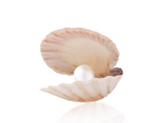 Shell with pearl over white