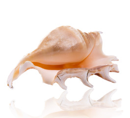 Sea shell over white