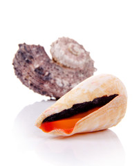 Sea shells over white