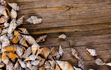 Shells on wood background