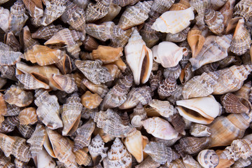 Sea shells background