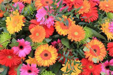 multicolored gerbera arrangement in vivid colors