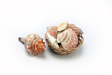 ракушки морских малюсков