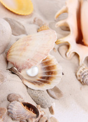 Fototapeta na wymiar Shell z perłą na piasku